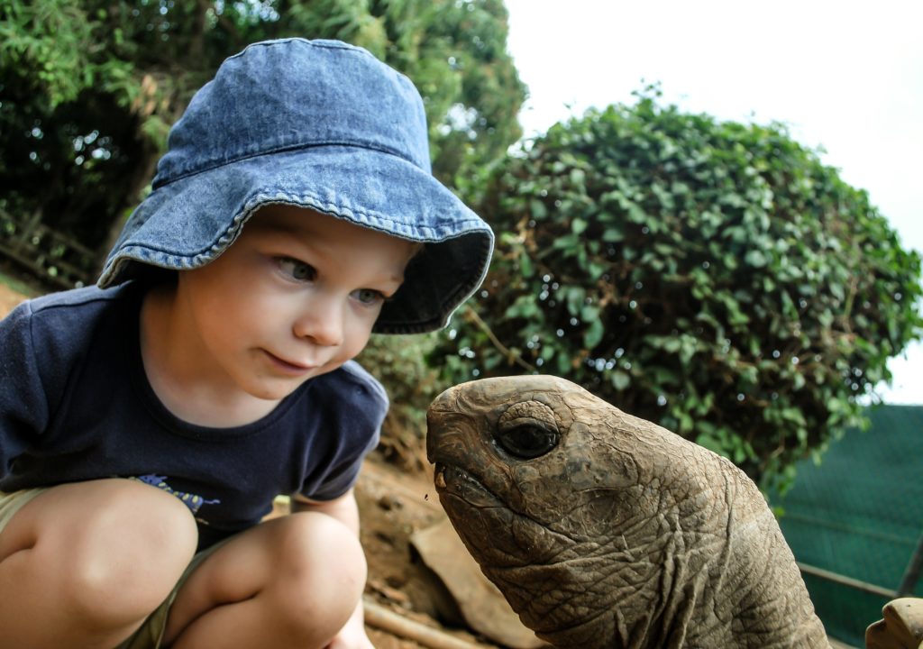 Boy and turtle