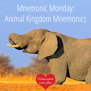 African elephant - Animal Kingdom Mnemonics